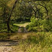 Cookson Wildlife Refuge Stream