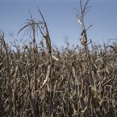 SNWR - Corn Field 4520 Rd