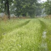 Cherokee Wildlife Refuge - Forest Trail
