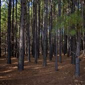 Cherokee Nation Pine Tree Forest