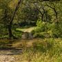 Cookson Wildlife Refuge Stream