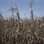 SNWR - Corn Field 4520 Rd