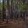 Cherokee Nation Pine Tree Forest