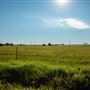 Field Views S 4290