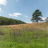 Savannah Trail - JT Nickel Nature and Wildlife Preserve