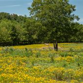 Field in Chelsea