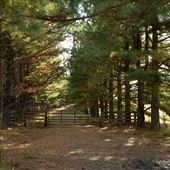 E 1120 Rd Driveway and Trees