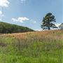 Savannah Trail - JT Nickel Nature and Wildlife Preserve