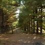 E 1120 Rd Driveway and Trees