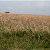 Landfill Rd Field