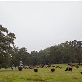 Field View (North) E 1020 Rd