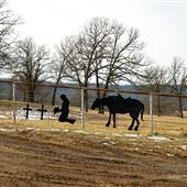 Pine Ranch Sign Cowboy/Horse/Sign