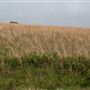 Landfill Rd Field