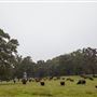 Field View (North) E 1020 Rd