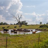 Cows In Landscape