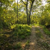 Cookson Wildlife Refuge Creek