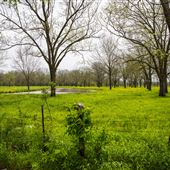 Field View w Pond