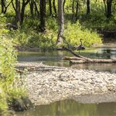 Creek at E 0240 Rd