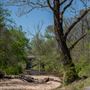Black Fox Hollow