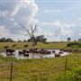 Cows In Landscape