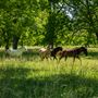 E 176th St N Field w Horses
