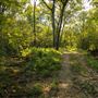 Cookson Wildlife Refuge Creek