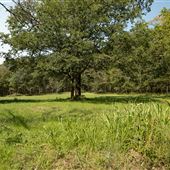 Cookson Wildlife Refuge Field