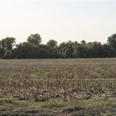 SNWR - Field West of 4520 Rd