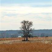 Single Tree in Field