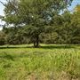 Cookson Wildlife Refuge Field