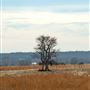 Single Tree in Field