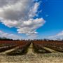 Outback Farm