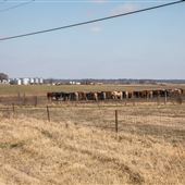 Field View with Cattle