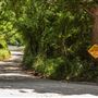 Carnes Ford Public Access