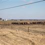 Field View with Cattle