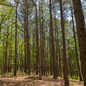 Pine Ridge Trail - JT Nickel Nature and Wildlife Preserve