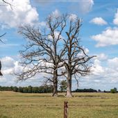 Tree Near Sycamore