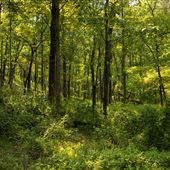 Cookson Wildlife Refuge Forest