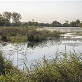 SNWR - Swamp Area