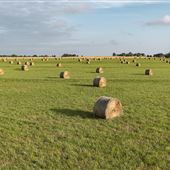 Field of Hay