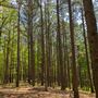 Pine Ridge Trail - JT Nickel Nature and Wildlife Preserve
