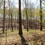 N Pumpkin Hollow Field