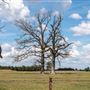Tree Near Sycamore