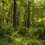 Cookson Wildlife Refuge Forest
