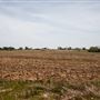 E 140 Rd/510 Rd Field and Road Views