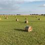 Field of Hay