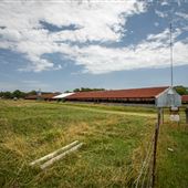 Chicken Farm in Rose