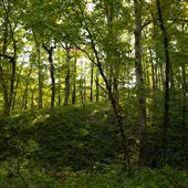 Cookson Wildlife Refuge Forest Road