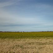 Open Field