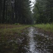 Cherokee Wildlife Refuge - Forest Road